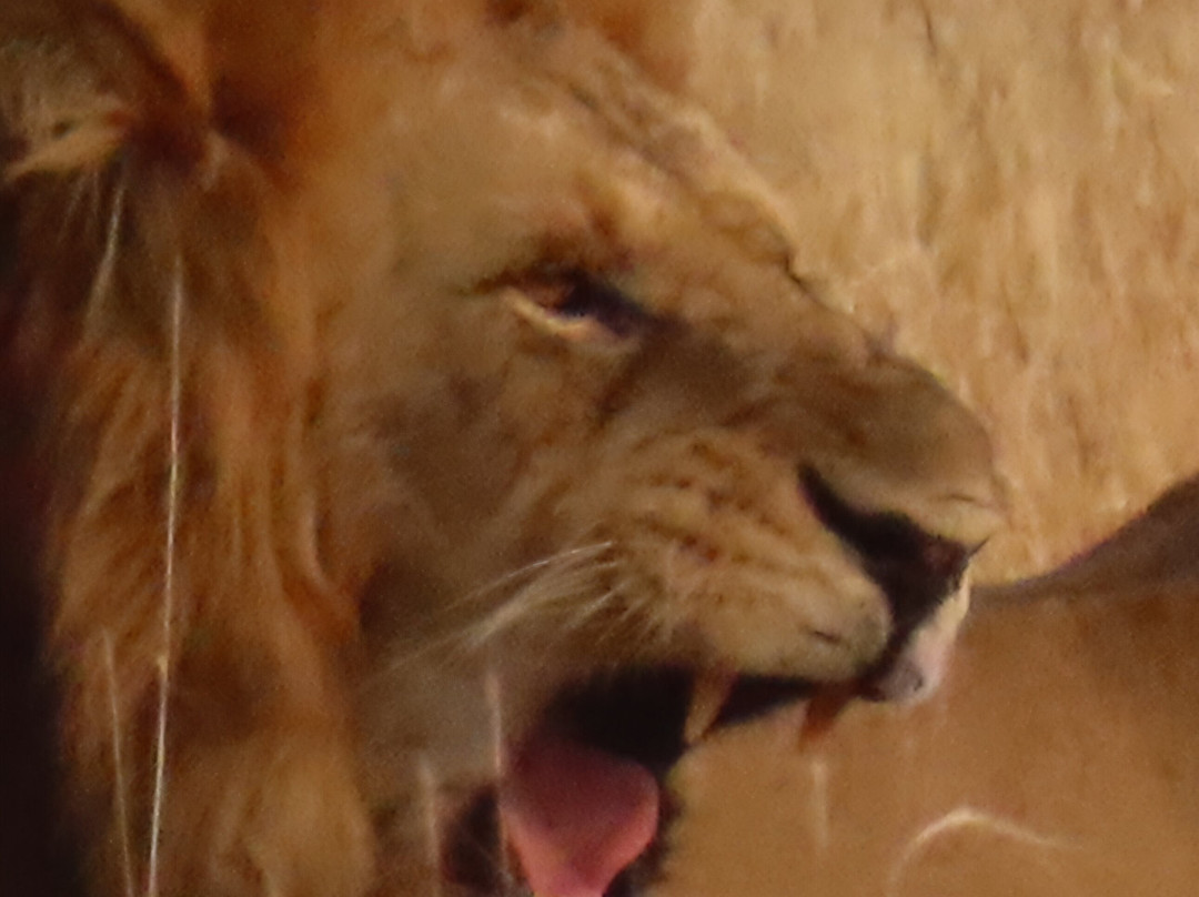 Bamboo Ecotours-坎帕拉必去景点