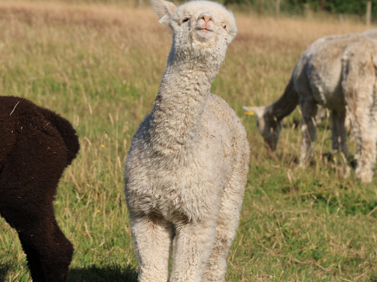 Bozedown Alapcas-雷丁必去景点
