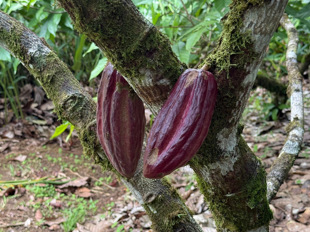 La Anita Rainforest Chocolate Tour-瓜纳卡斯特自然保护区必去景点