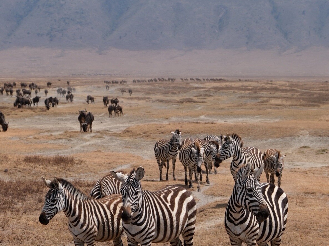 Tanzania Safari Radar - Serengeti Tours from Arusha-阿鲁沙必去景点