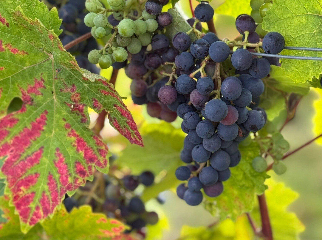 Welcombe Hills Vineyard-Snitterfield必去景点