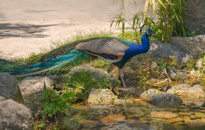 Bamangora Waterfall (Picnic Spot)-Dhanbad必去景点