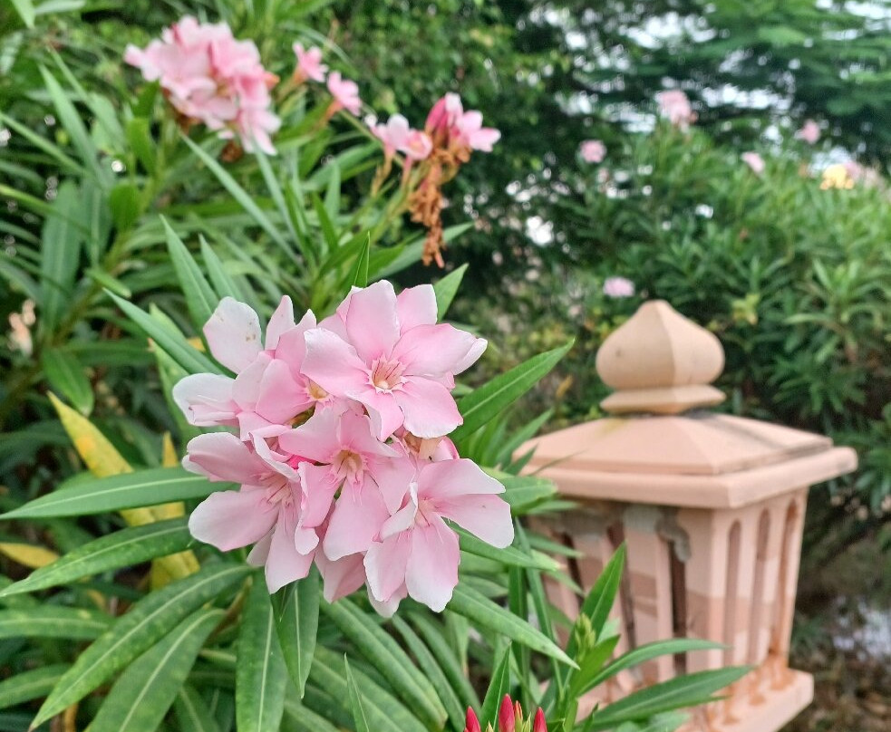 The Sawai Bagh主图