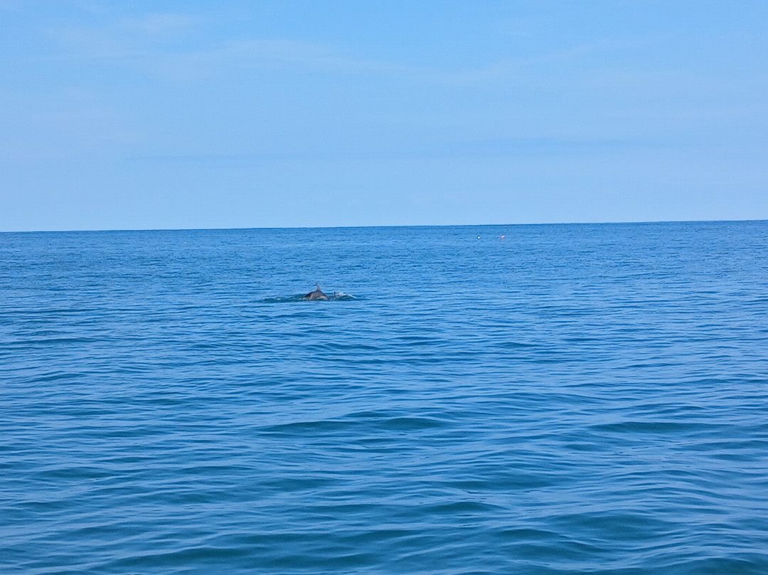 Dolphin Survey Boat Trips-纽基必去景点