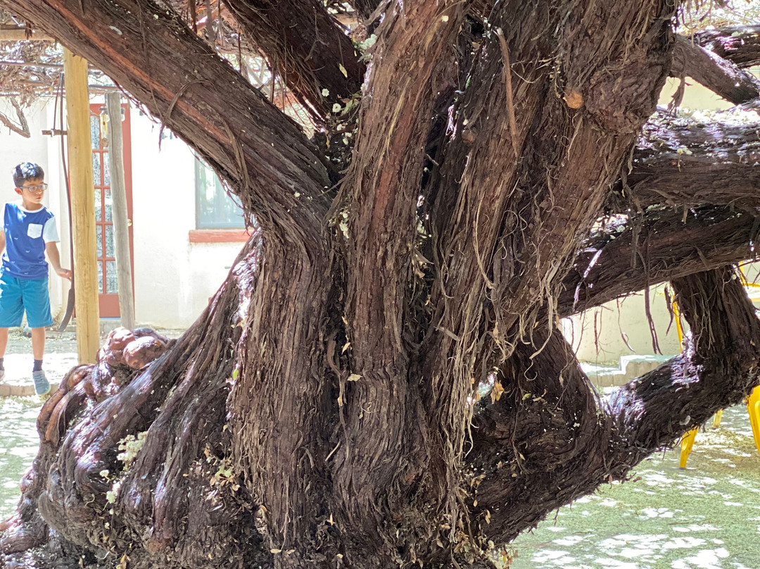 Rose Tree Museum-墓碑镇必去景点