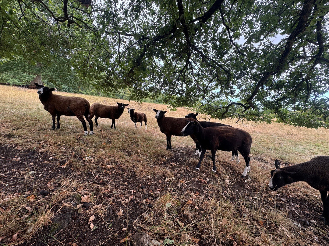 Somerset Sheep Trekking-Pitminster必去景点