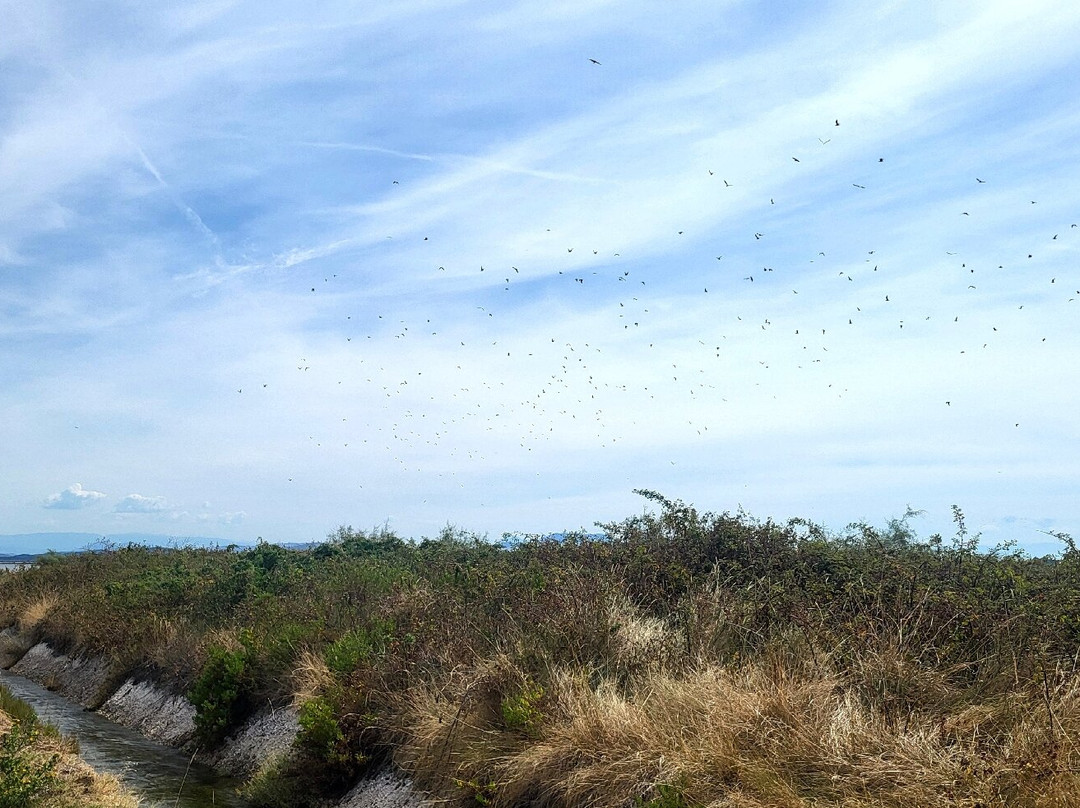 Ulcinj Salina-Ulcinj Municipality必去景点