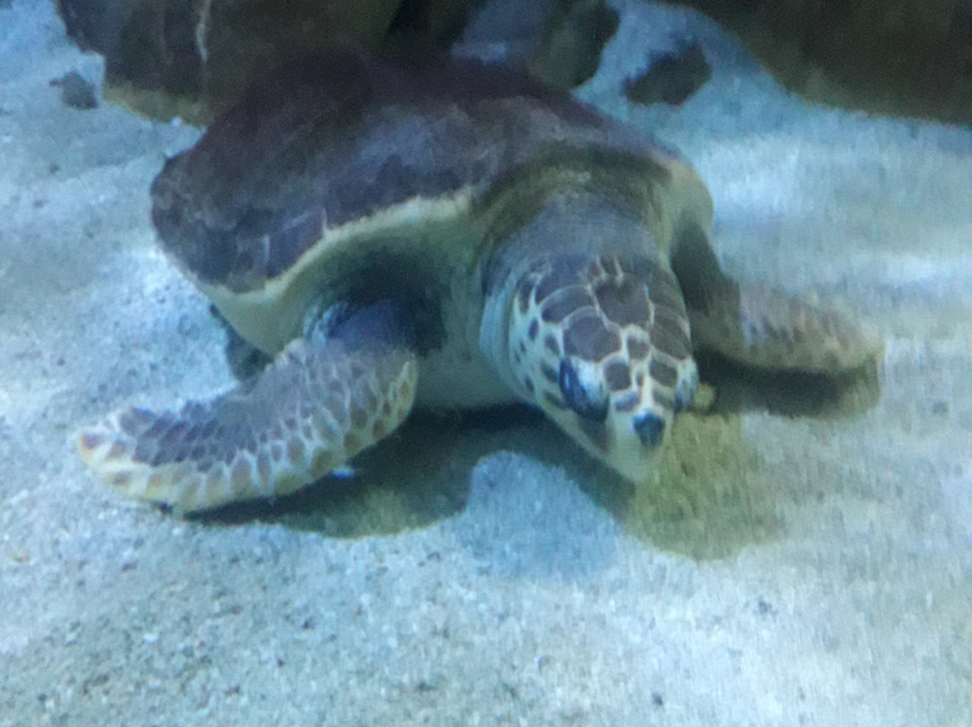 Seaquarium Institut Marin-勒格罗迪鲁瓦必去景点