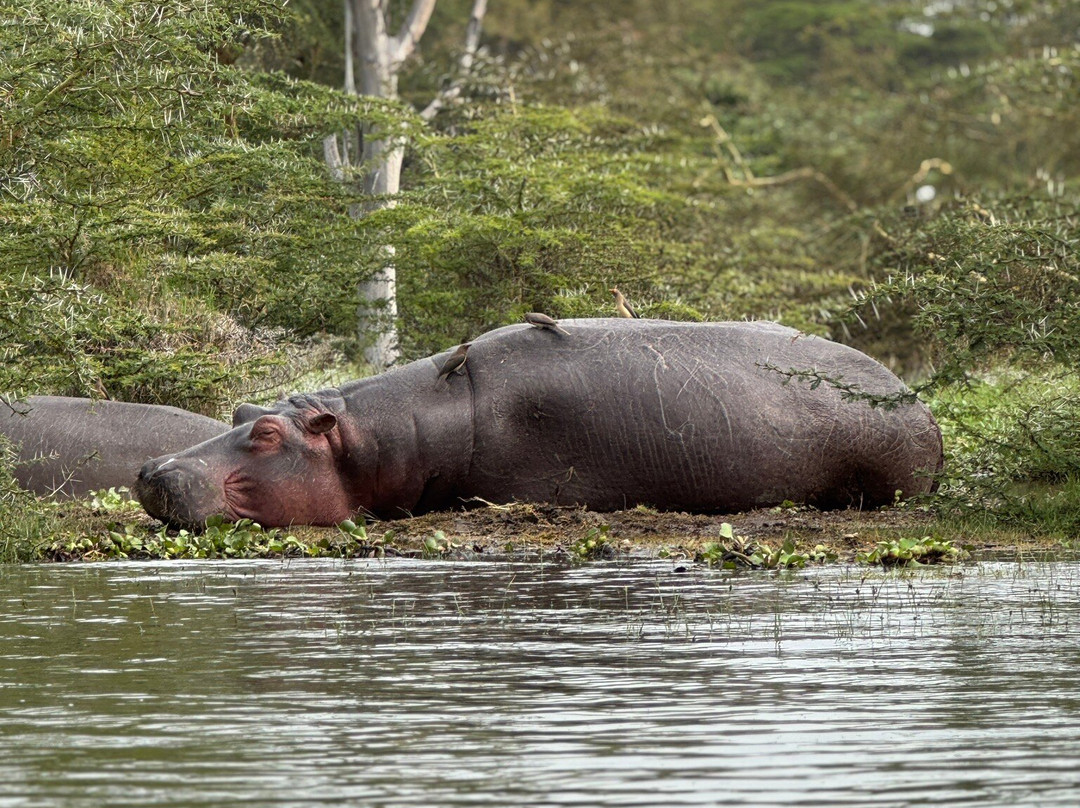 Leopard Orchid Safaris-内罗毕必去景点