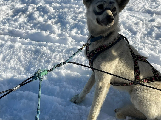 Turning Heads Kennel-苏厄德必去景点