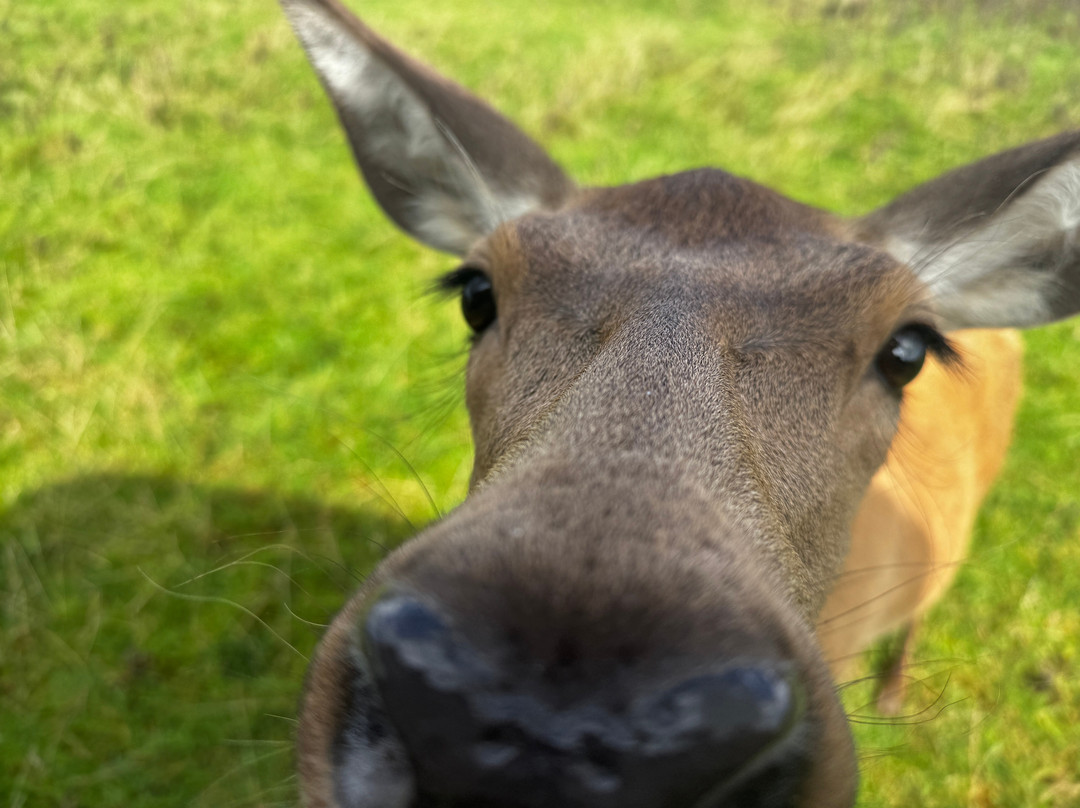 Great Wedlock Farm & Deer Park
