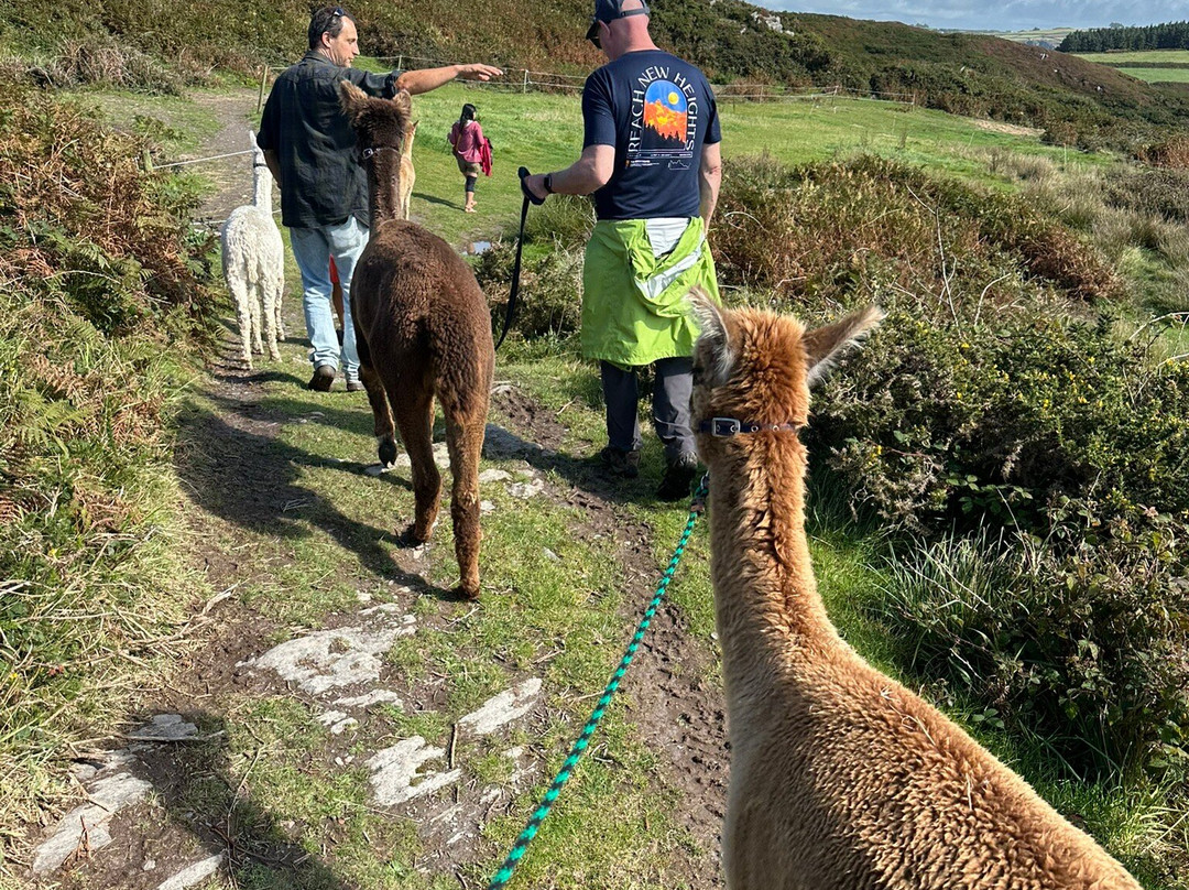 Seaside Alpacas West Cork-Union Hall必去景点
