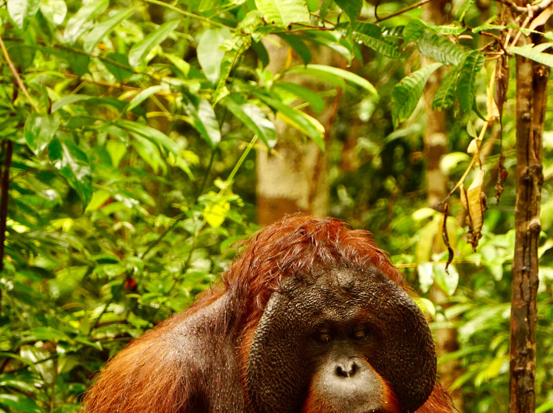 Dolphindo Tour Orangutan Tanjung Puting-Kumai必去景点