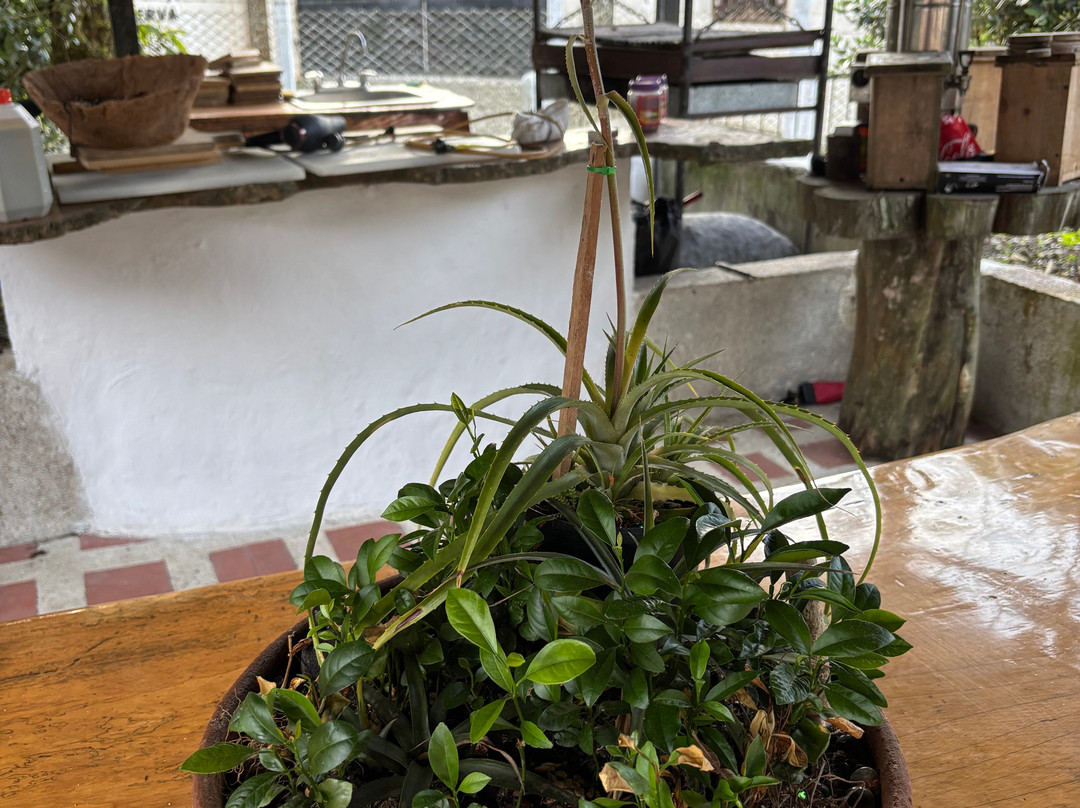 Finca Campestre La Adelita B&B主图