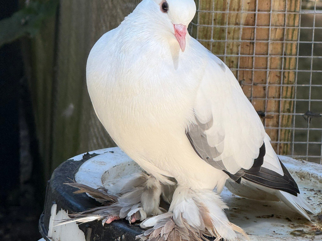 Harrison's Cave Eco-Adventure Park-Saint Thomas Parish必去景点