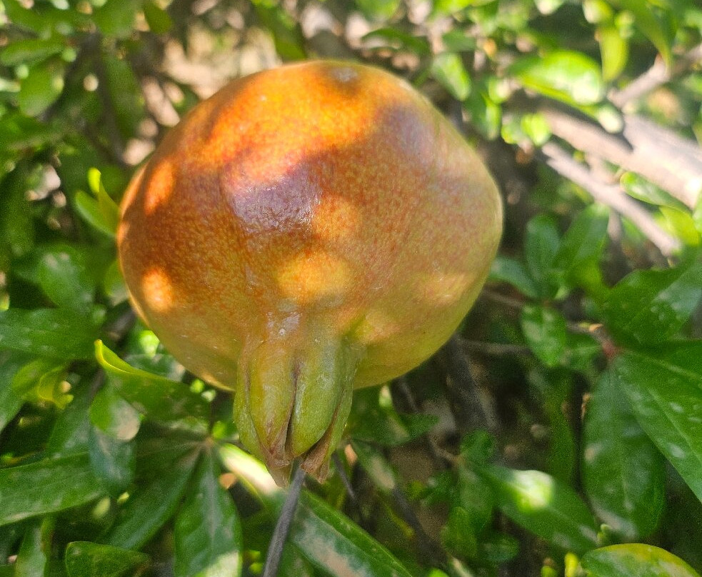 Oasis Guesthouse主图