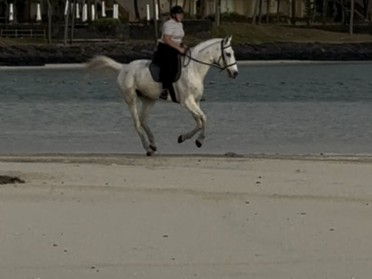 Legasea Stables Mauritius-Quatre Cocos必去景点