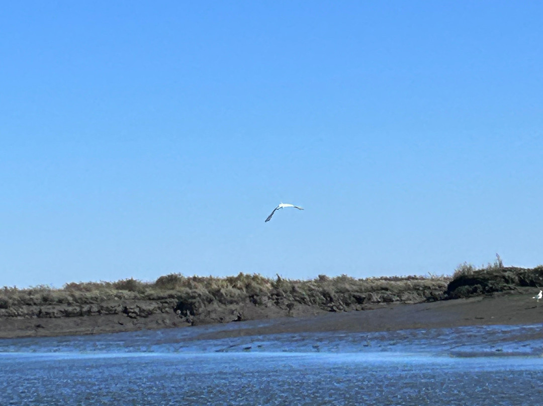 Sterna - Aveiro Ria Tours & Birdwatching-阿威罗必去景点