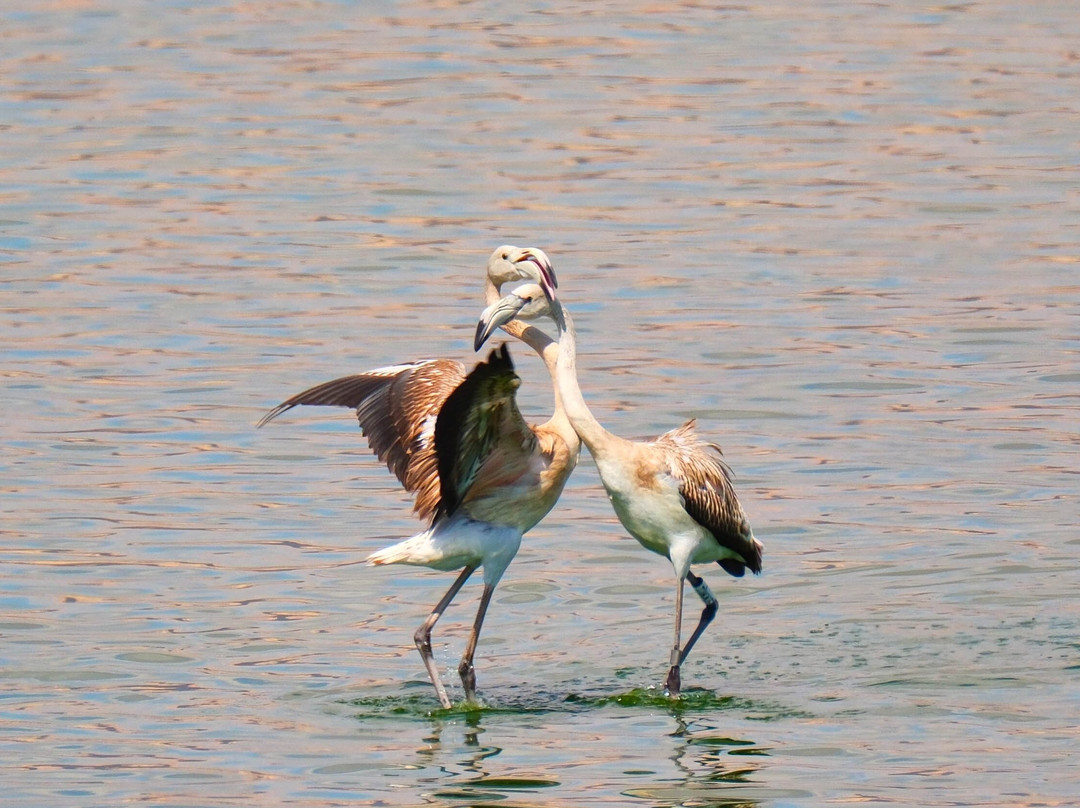 Aqaba Bird Observatory-亚喀巴必去景点