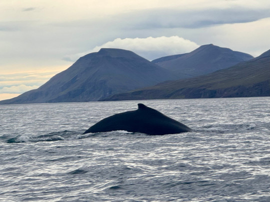 Gentle Giants Whale Watching-胡萨维克必去景点