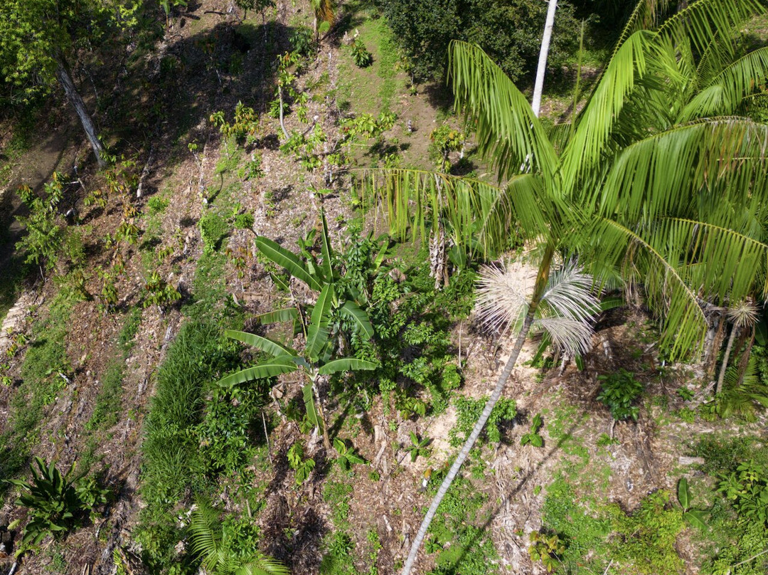 Fazenda São Francisco - Sul Da Bahia