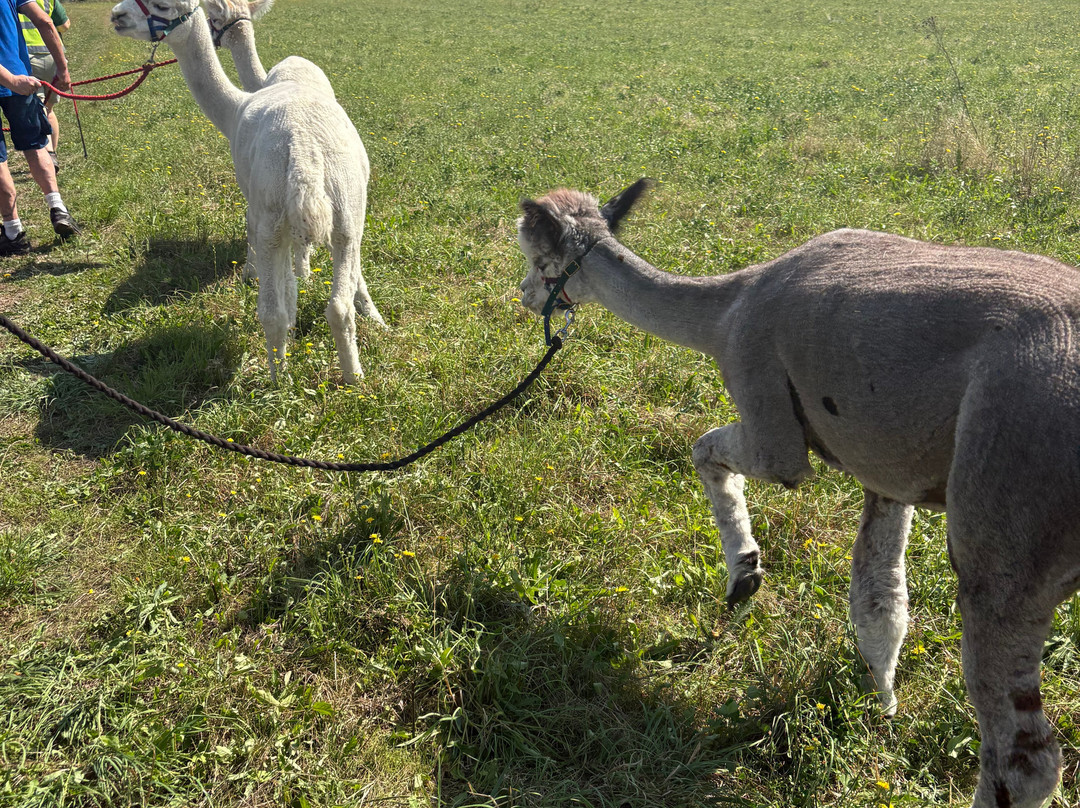 Lower Bush Alpacas-Cuxton必去景点