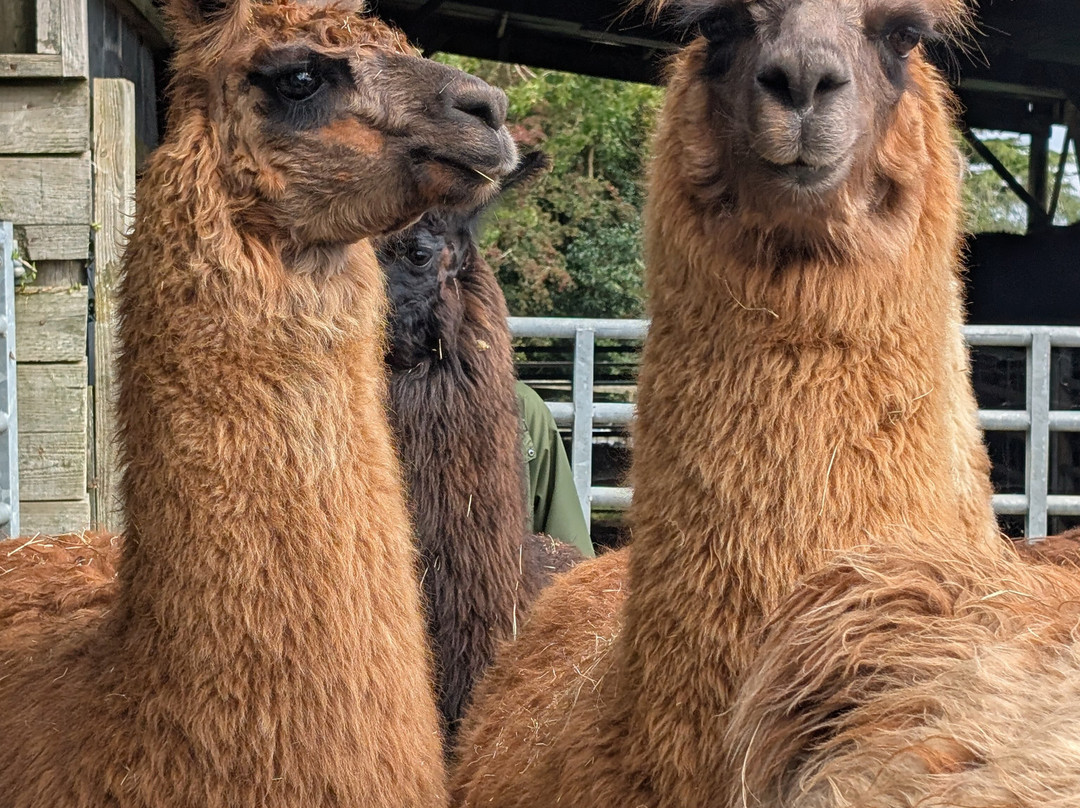 Llama Lland-Shortlanesend必去景点