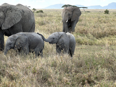 Augustine's Adventure Africa-阿鲁沙必去景点