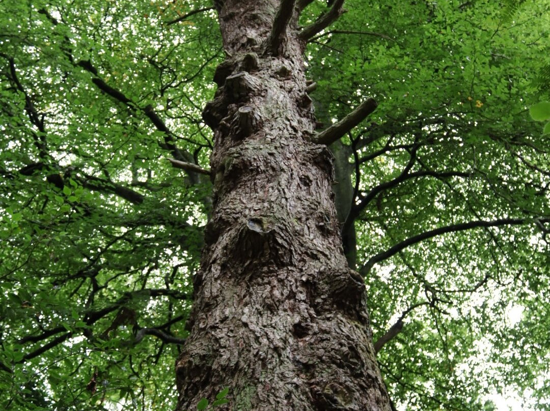 Cluny House Gardens-Aberfeldy必去景点