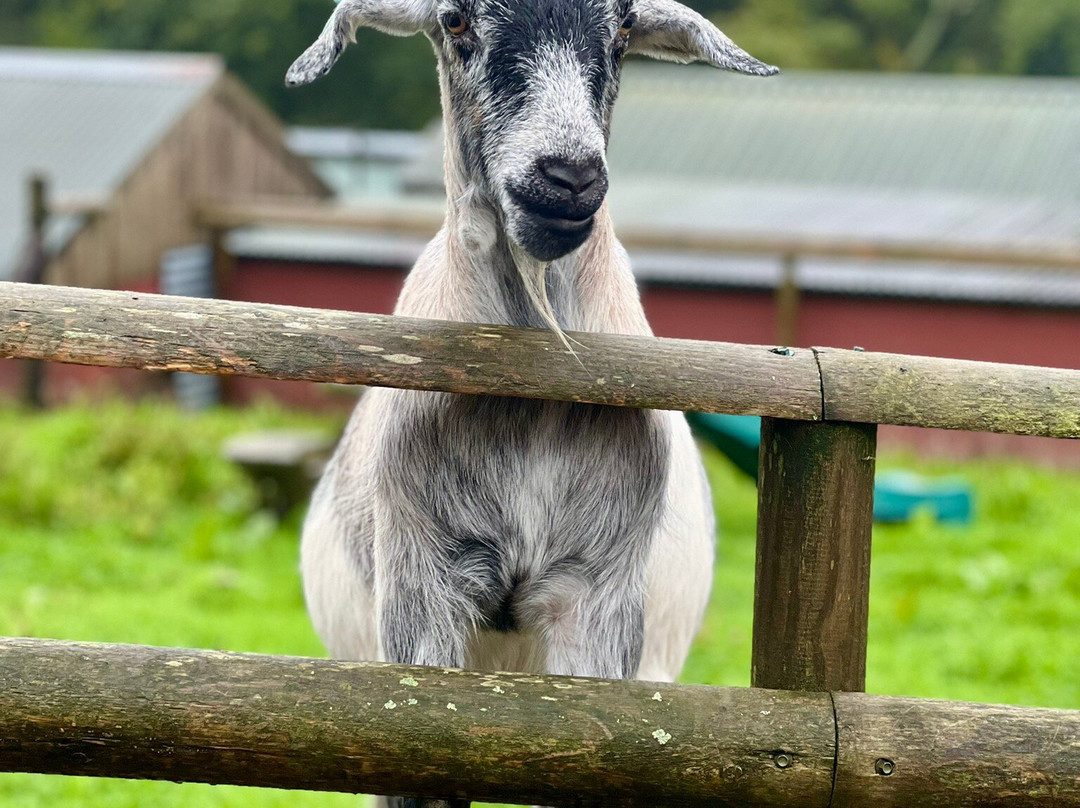 Porfell Wildlife Park & Sanctuary-利斯卡德必去景点