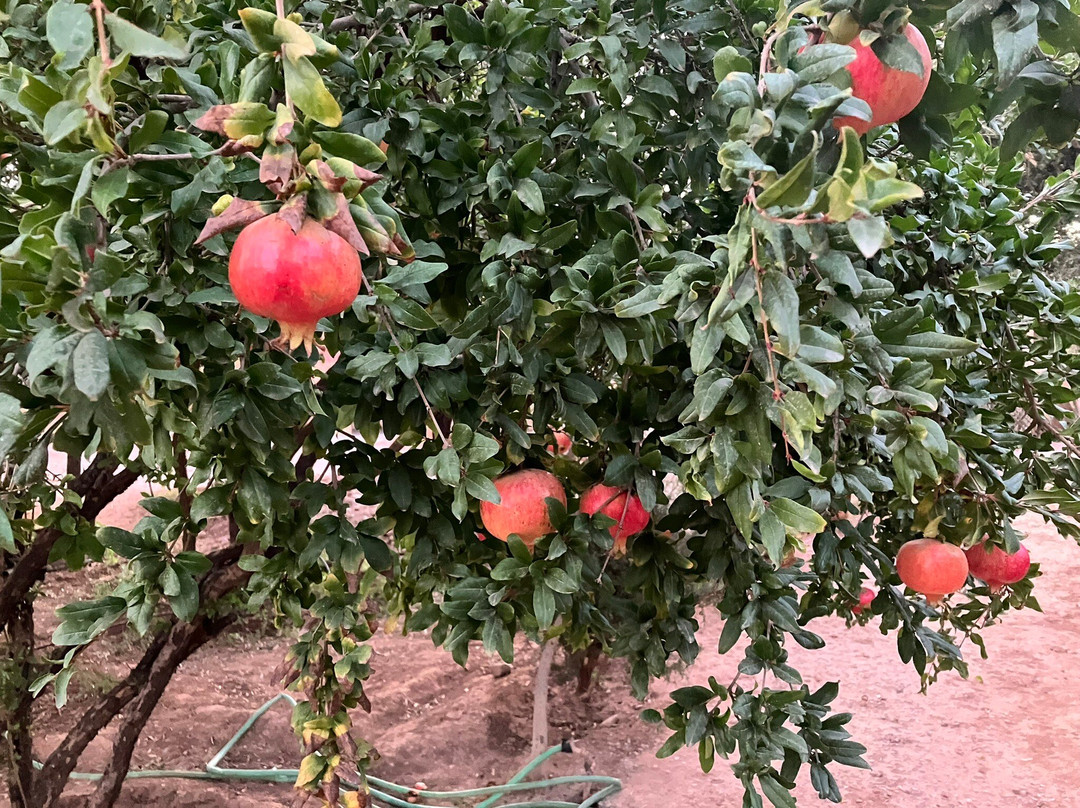 Ecolodge Miss Rose, Chez La Famille主图