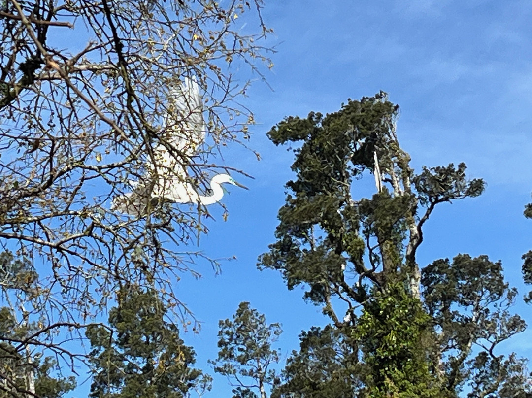 苍鹭保护区-Whataroa必去景点