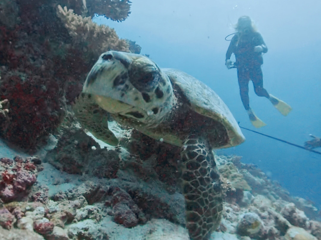 South Ari Dive Center主图