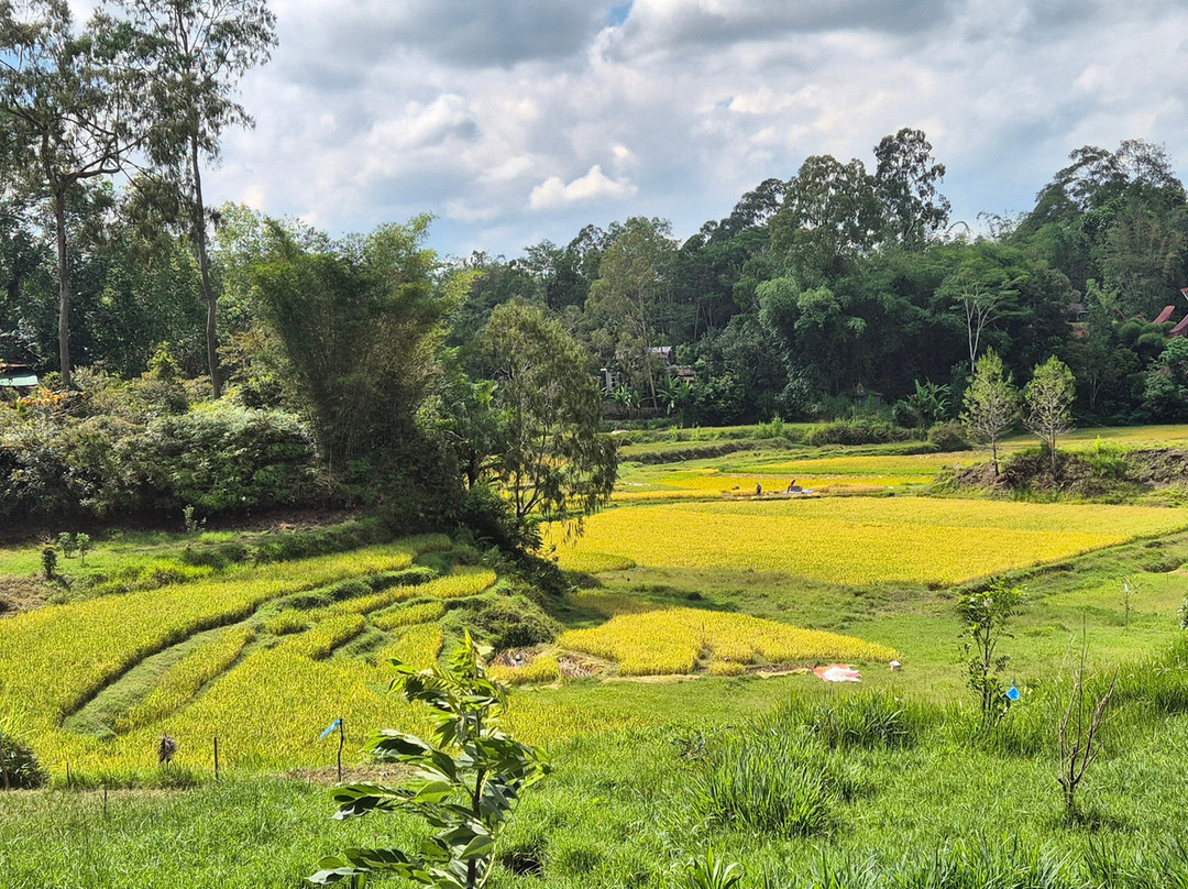 TORAJA TOUR WITH GUIDE SERVICE.-Tana Toraja必去景点