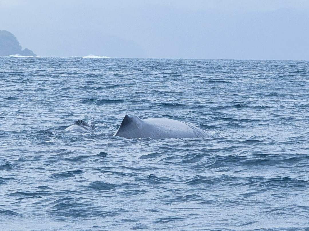 Tuna Fish Sportfishing-Playa Ocotal必去景点