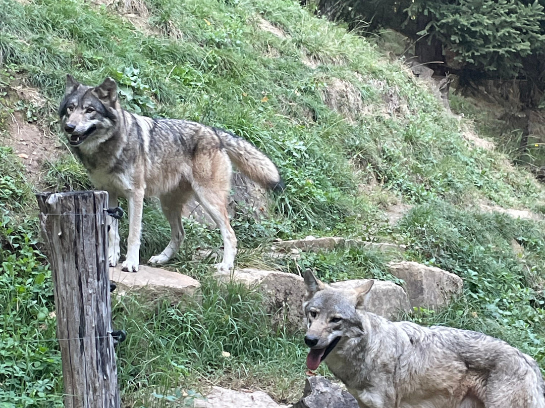 Parc Animalier Des Pyrénées-Ayzac-Ost必去景点