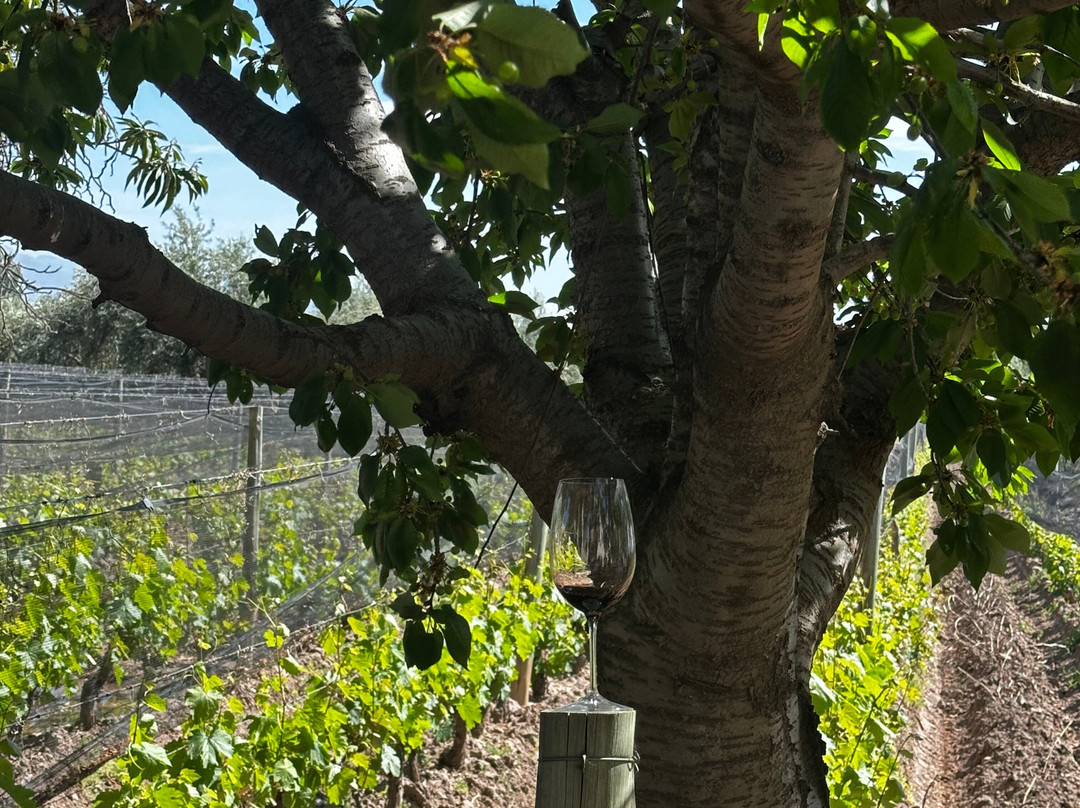 Bodega De Angeles Viña 1924-路冉得库约必去景点