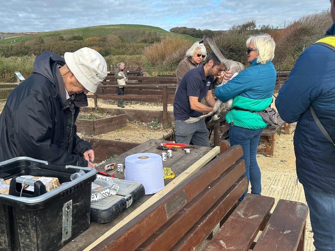 Abbotsbury Swannery-Abbotsbury必去景点