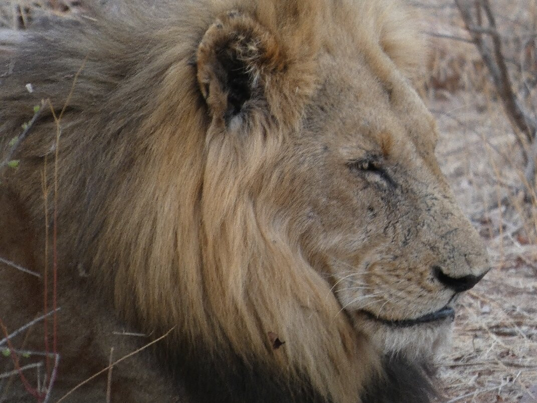 The Other Animals Safaris-克鲁格国家公园必去景点