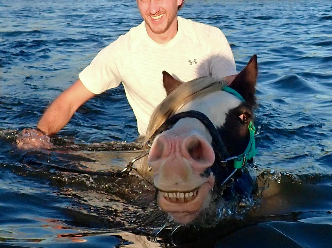 C Ponies Beach Horseback Rides-布雷登顿必去景点