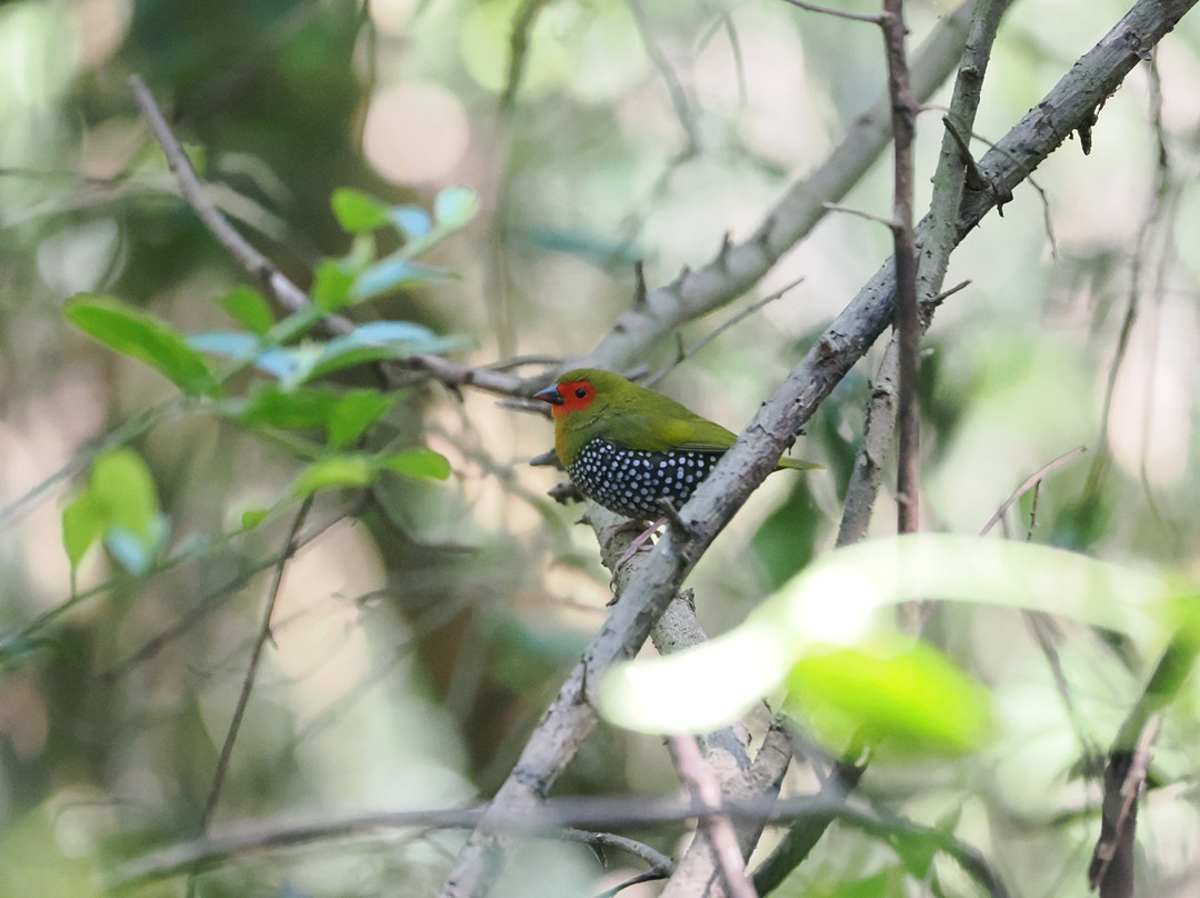 St.lucia Birds & Birding-圣露西亚必去景点