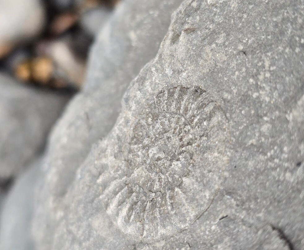 Lyme Regis Philpot Museum-莱姆里杰斯必去景点