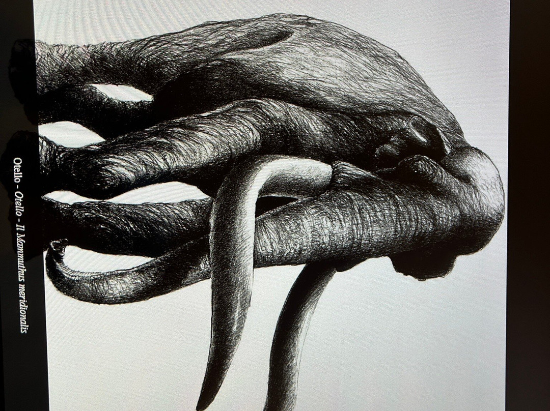 Museo Paleontologico di Montevarchi-蒙泰瓦尔基必去景点