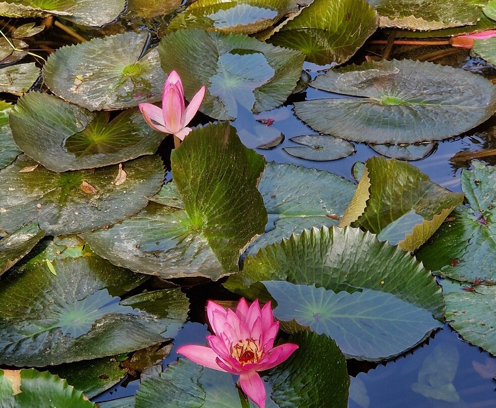 Giardini La Mortella-福里奥必去景点