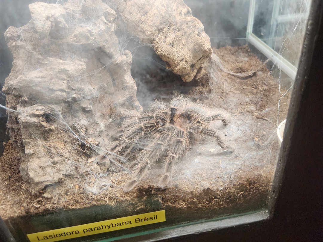 Insectarium de Lizio-Lizio必去景点