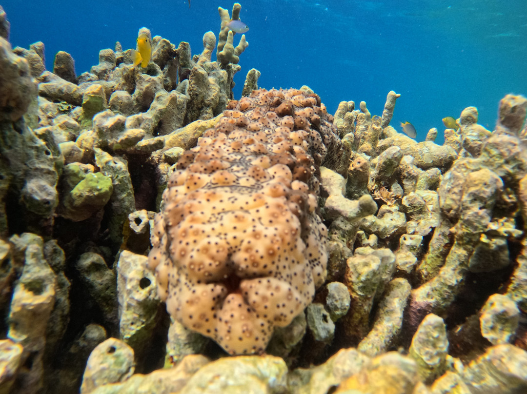 Menjangan Trip Snorkeling & Diving-Pejarakan必去景点