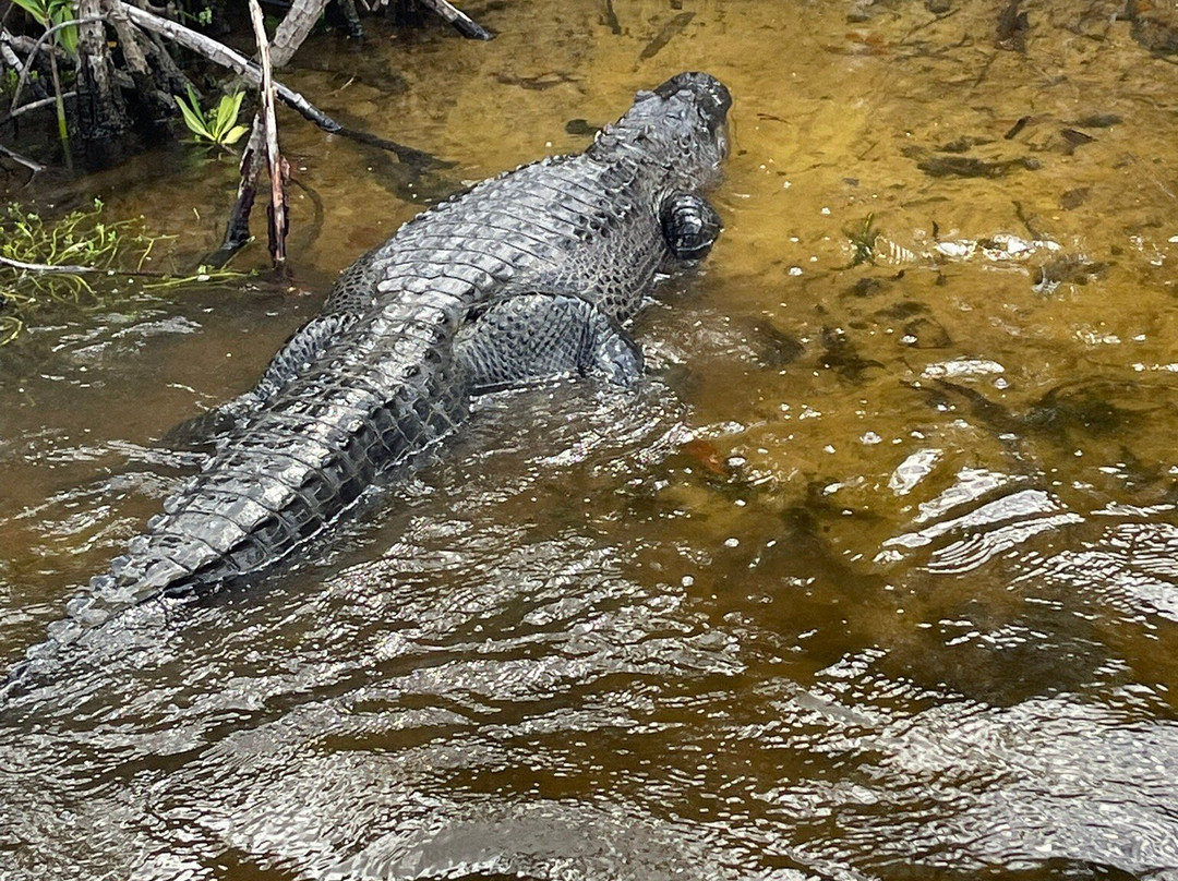 Wooten's Everglades Airboat Tour-奥乔皮必去景点