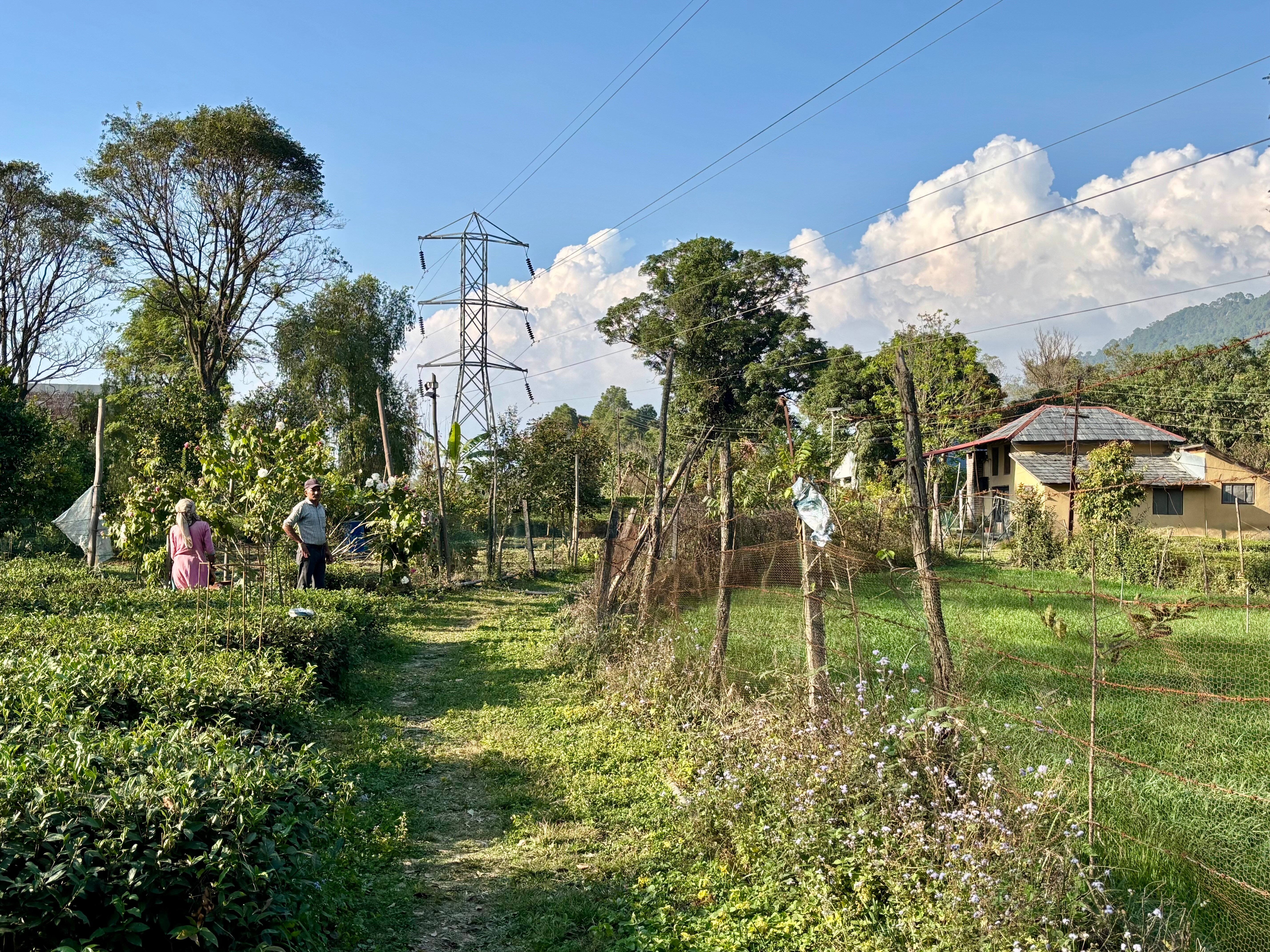 Darang Tea Estate-官方