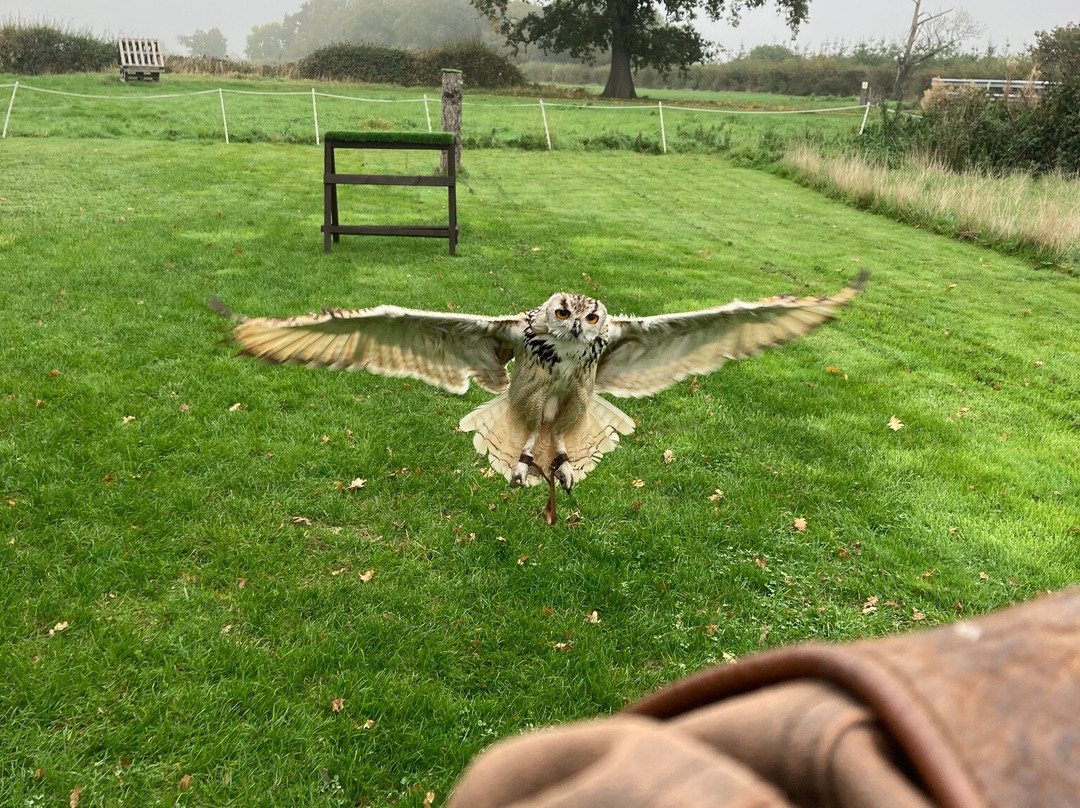 Battlefield Bird of Prey Centre-什鲁斯伯里必去景点