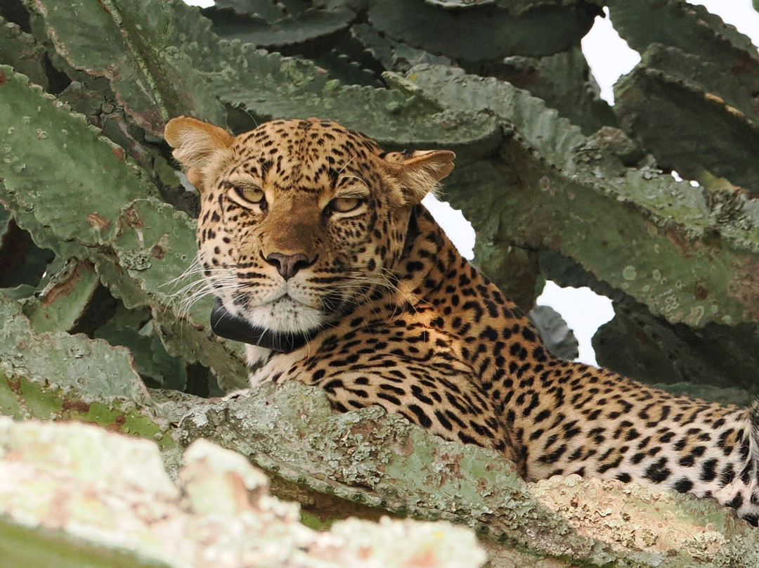 Achieve Global Safaris-坎帕拉必去景点